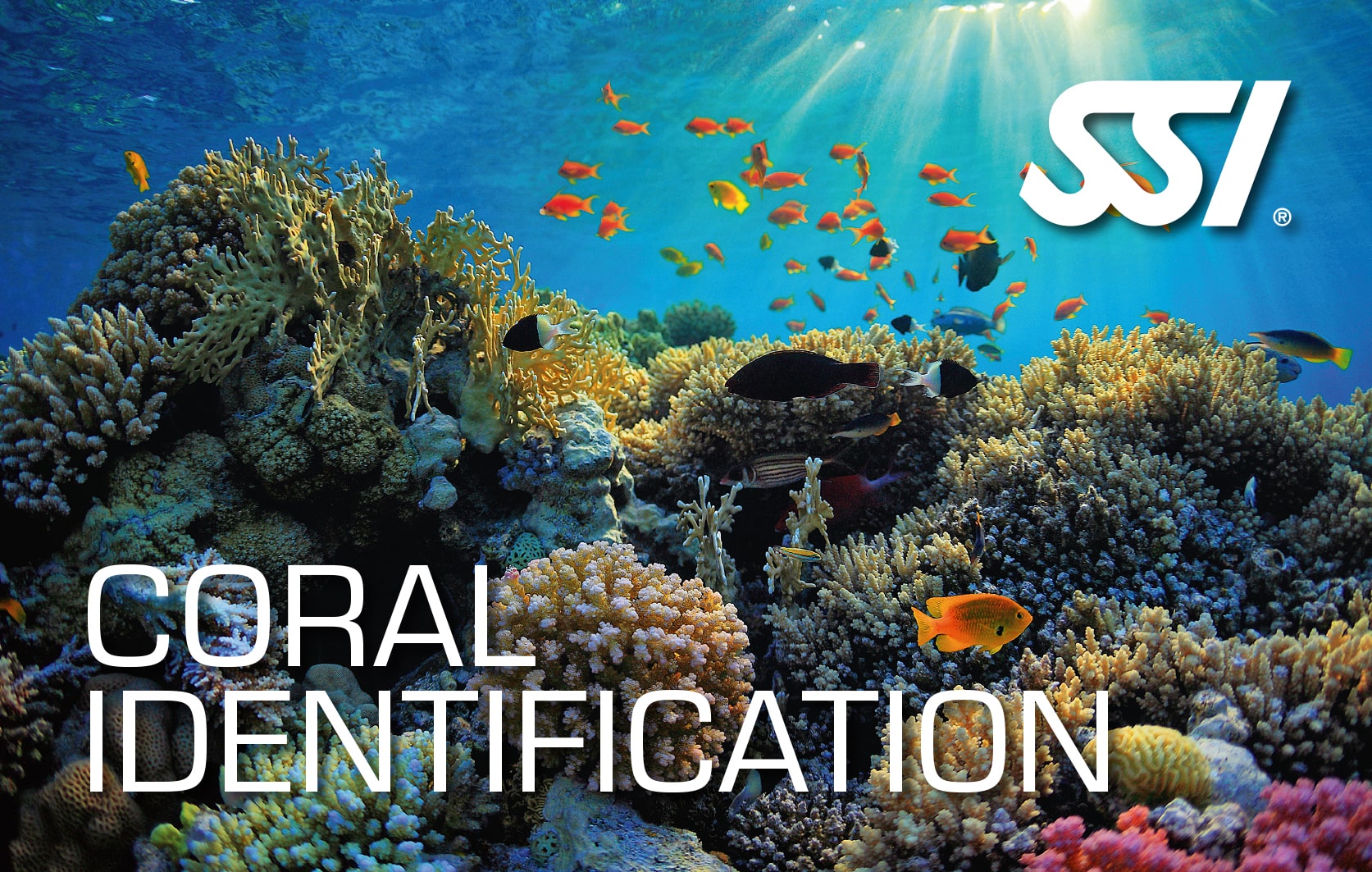 SSI Coral Identification certification card