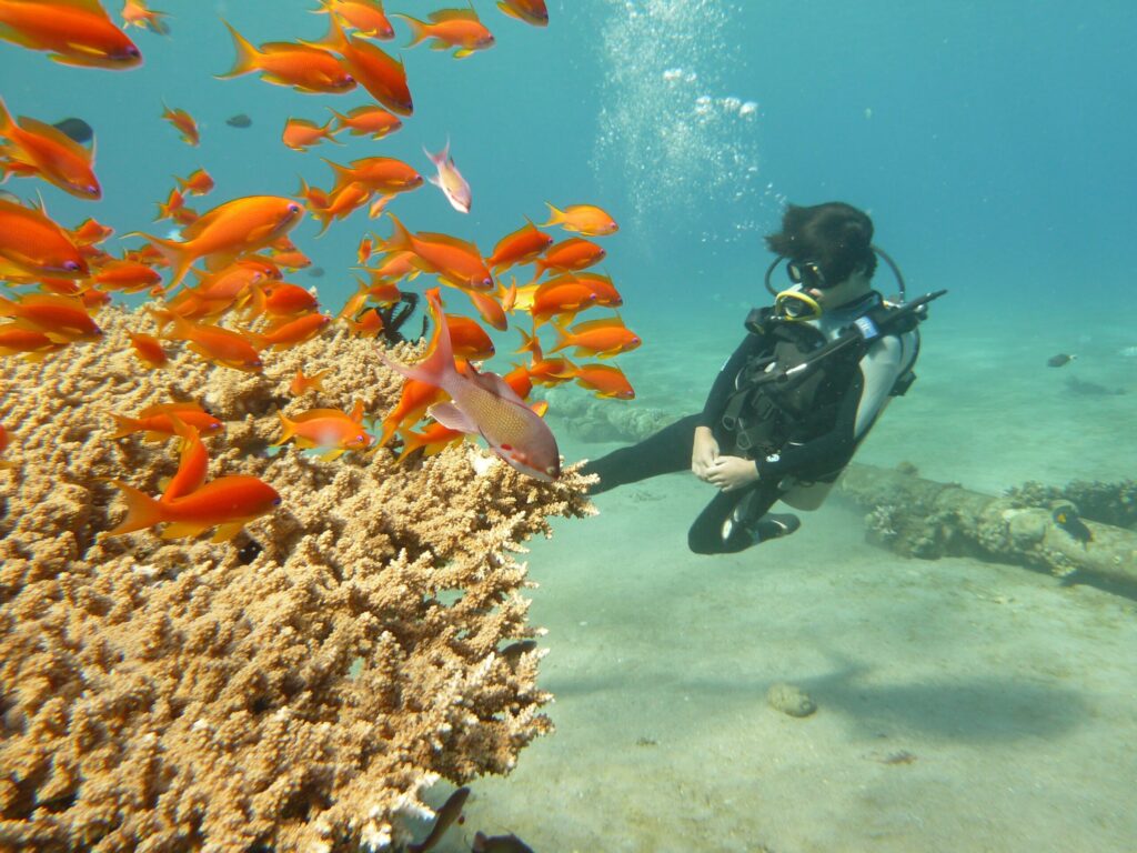Scuba diver and brightly coloured fish underwater in Egypt