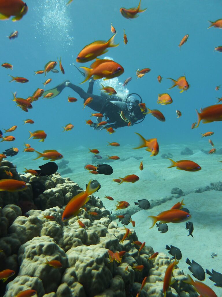Tropical fish and scuba diver on diving holiday