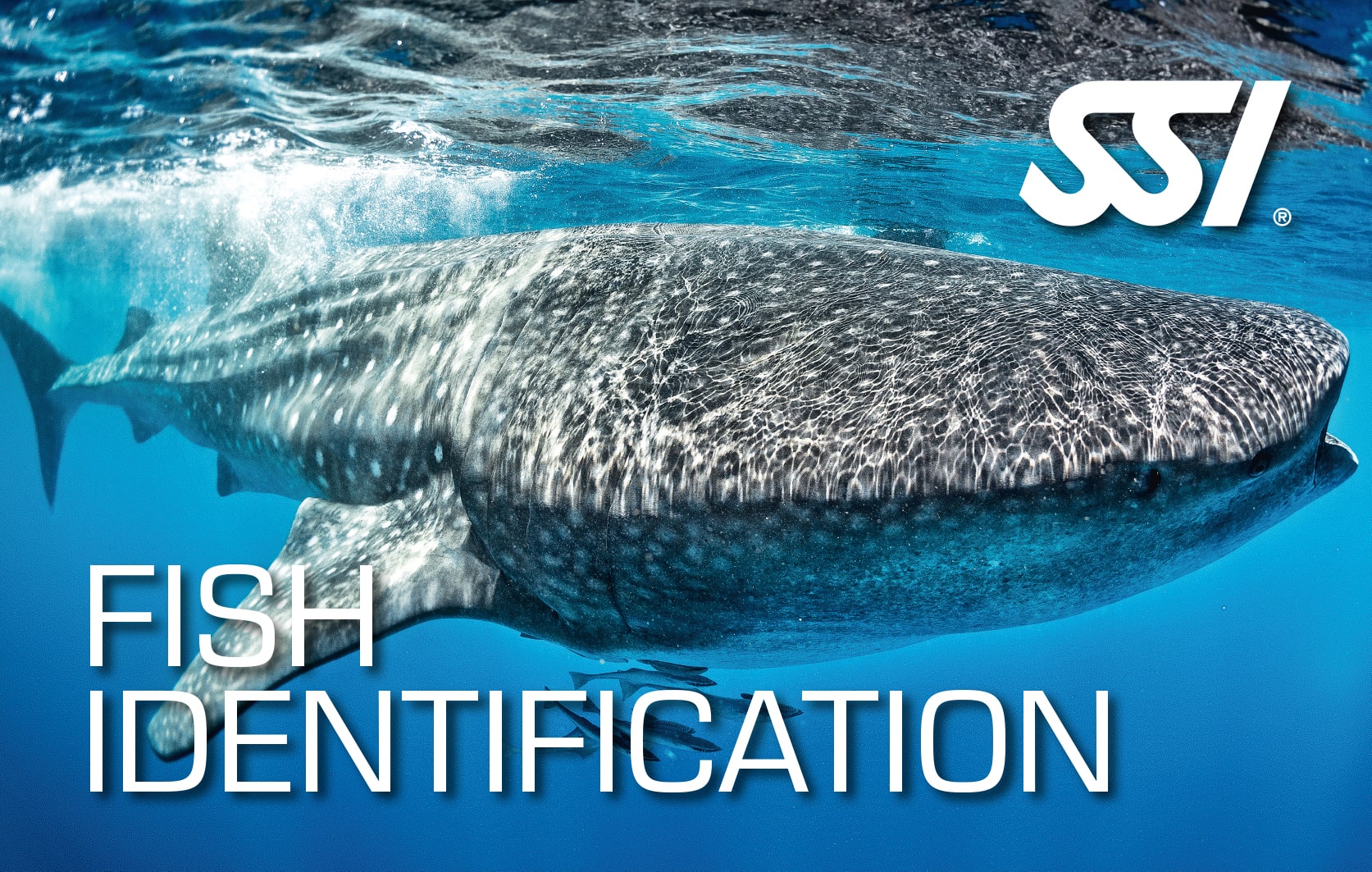 SSI Fish Identification certification card