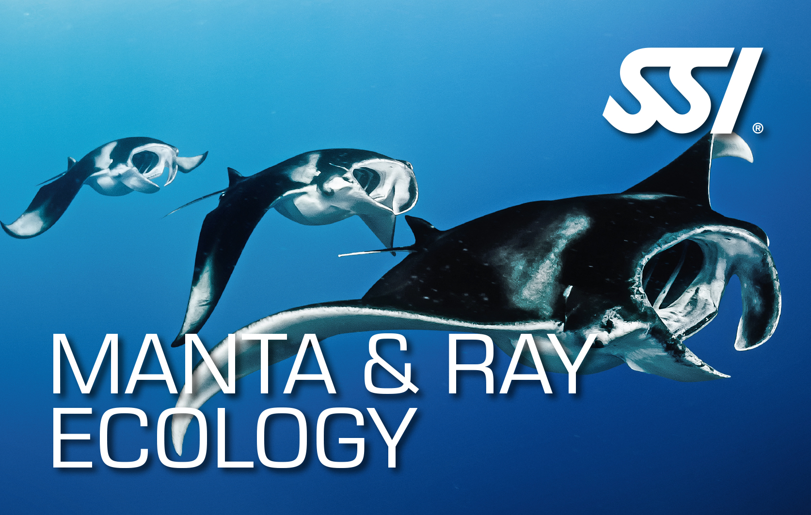 manta and ray ecology