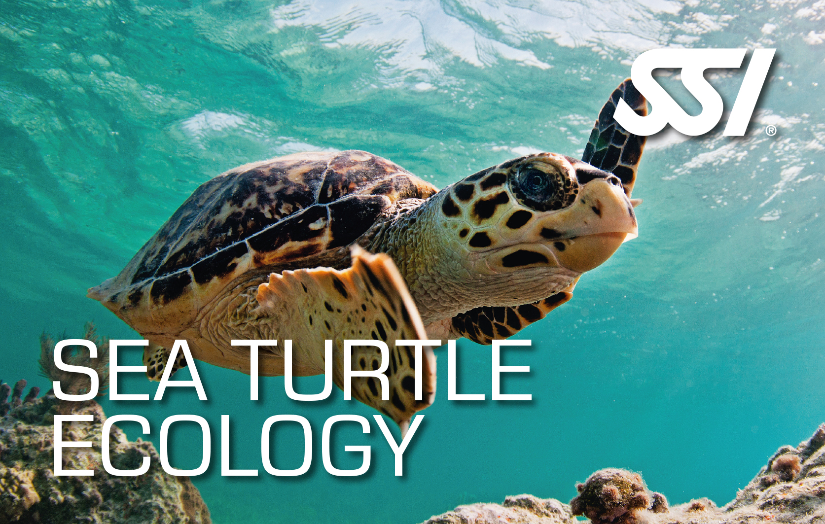 sea turtle ecology