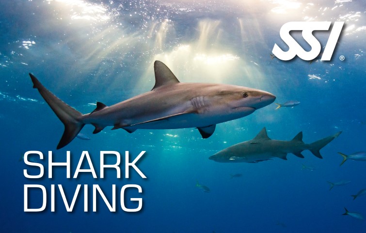 SSI Shark Diving certification card