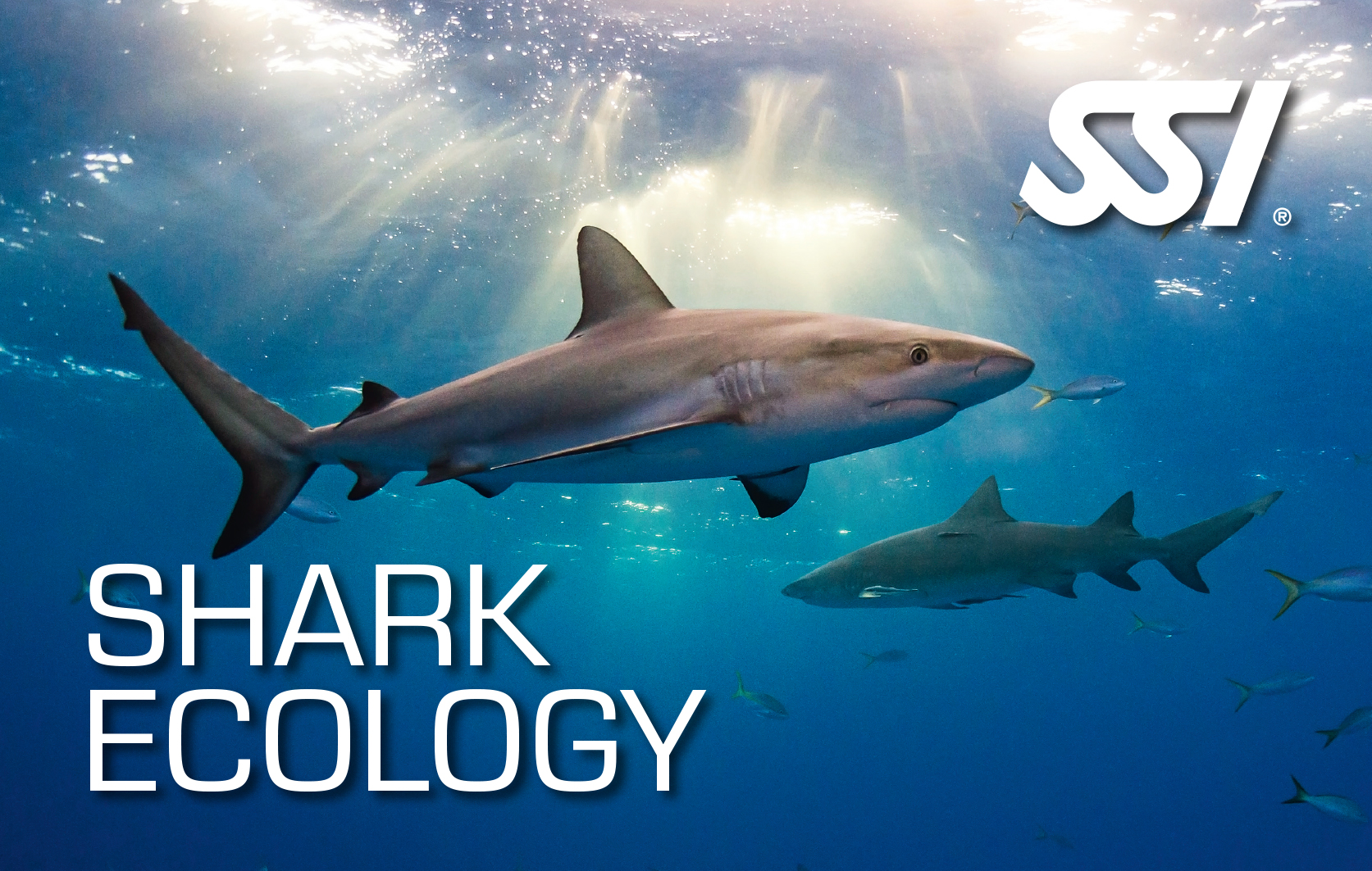 SSI Shark Ecology certification card