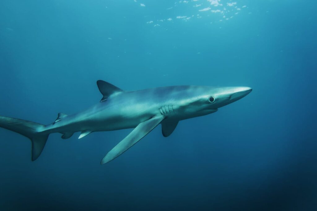 Blue shark underwater